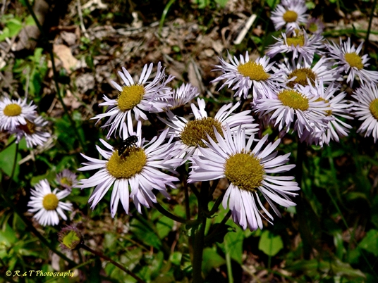 {Erigeron pulchellus}